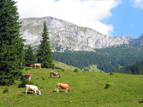 bran countryside1.jpg